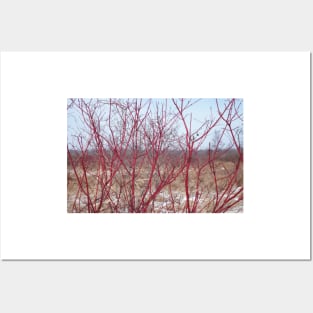 Red Vines in Winter Posters and Art